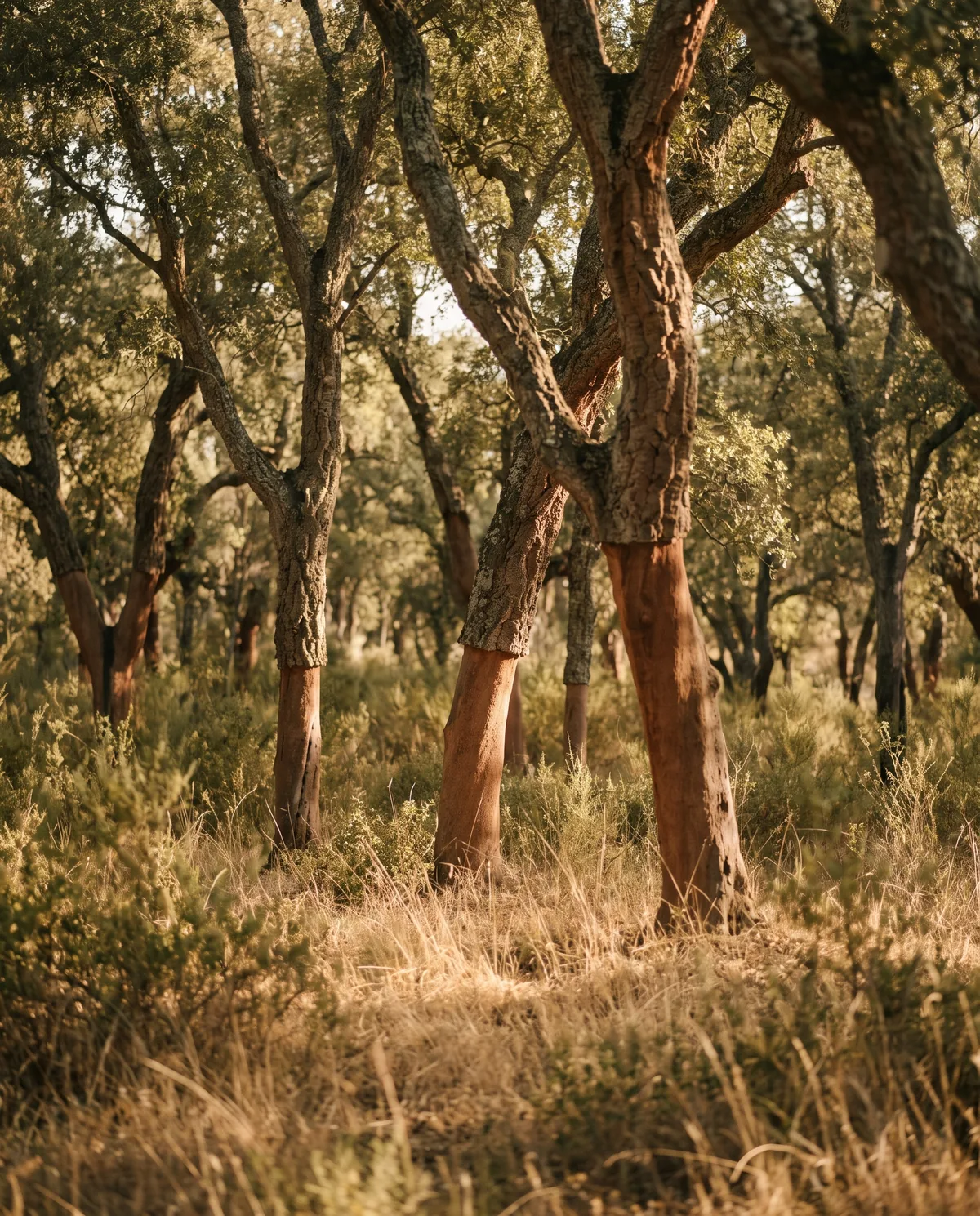 Sunlit cork oak forest — the source of Green Haven cork